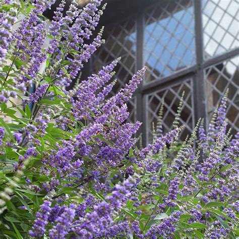 piperul calugarului|Vitex Agnus Castus si cresterea fertilitatii